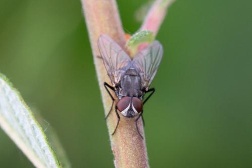 Réf. 241 284 : Musca autumnalis